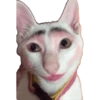 Gata de make memes 8