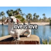 Homophobic dog 29