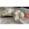 🐱🐾🐶 irl pets ll 🐶🐾🐱 14