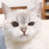 ✨🌸gatito blanco🌸✨ 13
