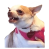 Memes de cachorros 18