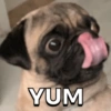 🐱🐾🐶 irl pets ll 🐶🐾🐱 6