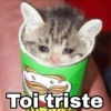 Gatitos SAD 😞 1 27