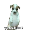 Perrito panzon 9