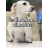 Homophobic dog 14