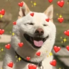 🐱🐾🐶 irl pets ll 🐶🐾🐱 7