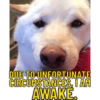 🐱🐾🐶 irl pets ll 🐶🐾🐱 10