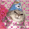 Gatinhos apaixonados fofos 16
