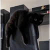Cats random Vol. 2 20