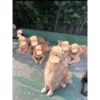 Peek a boo animals 🐶🐱🦊🐻🐯🦁🦈 17