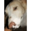 Perro 14