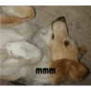 Perro 12