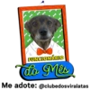 StickerAdoption  12