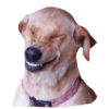 Memes de cachorros 22