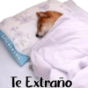 Animales Friolentos 🥶❄ 13