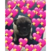 Doggo hearts 15