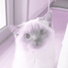 ♡ ֺ ⃝♡ᜓ.  gatitos.  ♡ 13