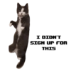 Michi the cat 12