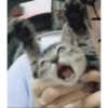 Gatos sin contexto 🙀 5