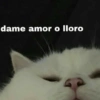 Michis con frases UwU🐱🍭🍨 16