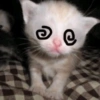 Gatos sin contexto 🙀 12
