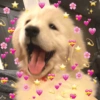 🐱🐾🐶 irl pets ll 🐶🐾🐱 11