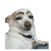 Memes de cachorros 14