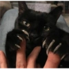 Cats random Vol. 2 25