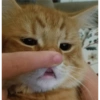 Cats random Vol. 2 19