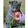 Gatitos tiernos :3 30