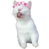 Gatitos 27