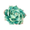Cactus y suculentas aesthetic 15