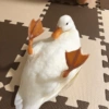 ⊹ ᨘ໑▸ 𖥻 Patos ˑ 𖦹 6