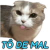 GATINHOS SIMPÁTICOS 😻 10