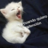 Michis con frases UwU🐱🍭🍨 15