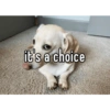 Homophobic dog 17