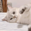✨🌸gatito blanco🌸✨ 16