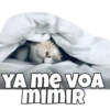 Gatitos amorosos. 10