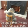 Más Gatitos 15