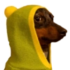 Memes de cachorros 20