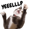 Michi the cat 10