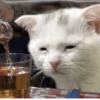 🐱🐾🐈 Cats lV  🐈🐾🐱 27