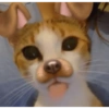 Gatos sin contexto 🙀 13