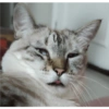 O gato chateado 24