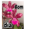 Lindas 27