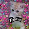Gatinhos apaixonados 😻✨ 10