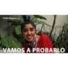 Los polinesios 24