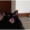 Más Gatitos 10