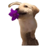 Perritos 17