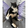 Fairy cats 7